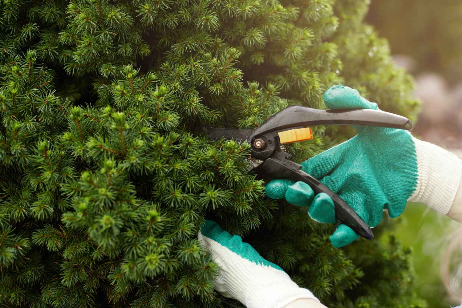 Best Best Tree Removal Services  in Calumet City, IL